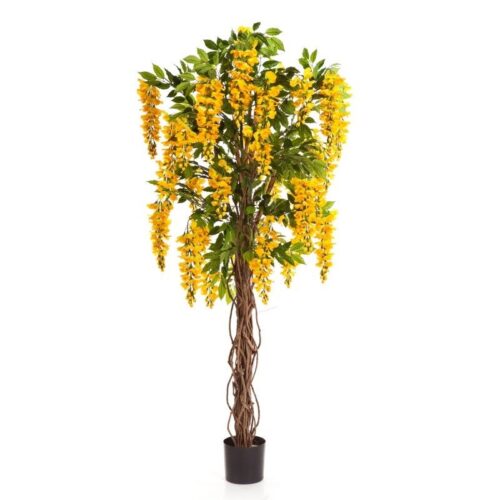 WISTERIA LIANA 180 cm Gouden Regen Flora