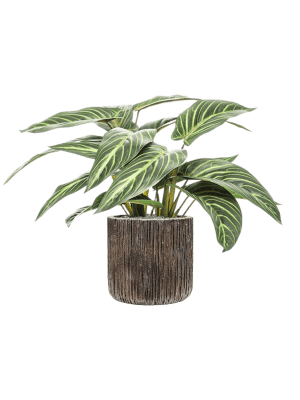 Calathea zebrina in Baq Luxe Lite Universe Waterfall