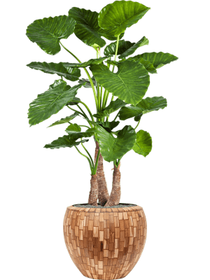 Alocasia calidora in Baq Facets Jenga