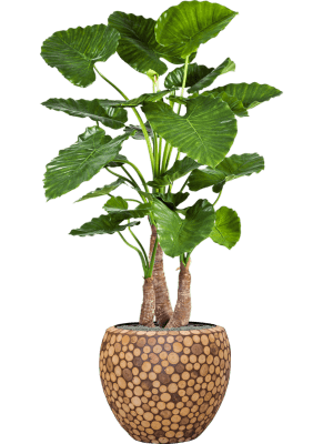 Alocasia in pot