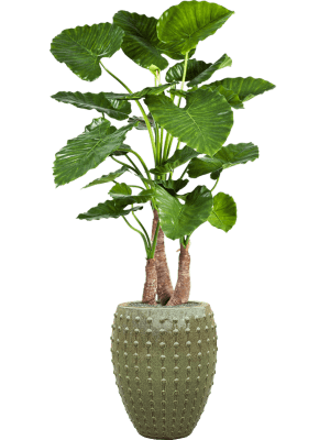 Alocasia calidora in Laos Green Artikelcode : CC0023985