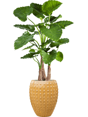 Alocasia calidora in Laos Ochre