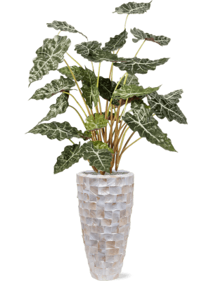 Alocasia in Baq Oceana Pearl Artikelcode : CC0042590