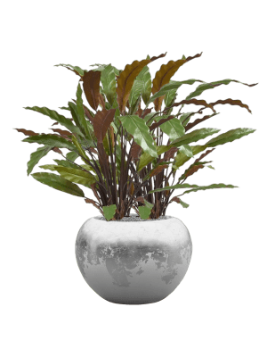 Calathea Rufibarba Blue Grass in Baq Luxe Lite Glossy Artikelcode : CC0042650  