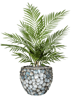 Areca in Baq Oceana Pearl Abalone Artikelcode : CC0042716