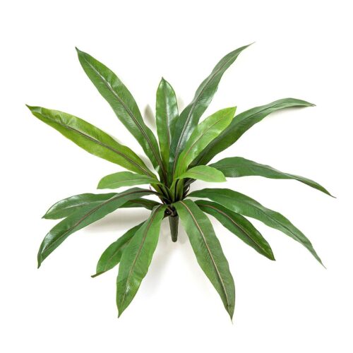 Asplenium NestvarenGROOTTE: 40 cm BLADEREN AANTAL: 16