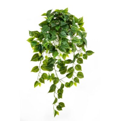 Philodendron Hanging Bush x 232 bladeren 1194N Optiflower