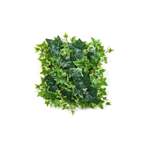 Variegated Ivy Mat ( Hedera Bont ) 30x30 cm 1138V Optiflower