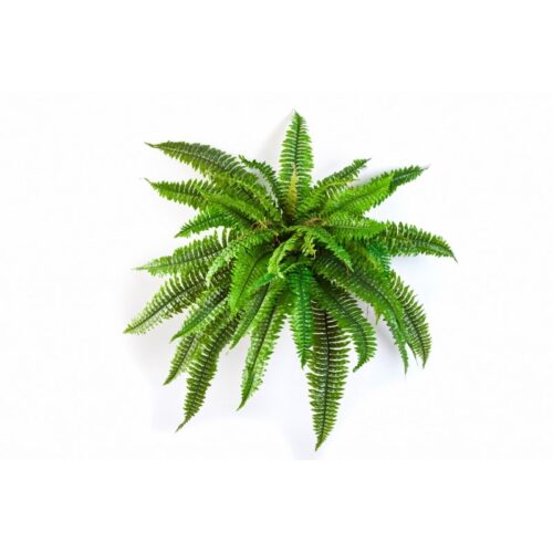 Boston Fern Krulvaren 80cm zijde Optiflower