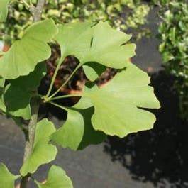 Japanse Notenboom (Ginkgo biloba)