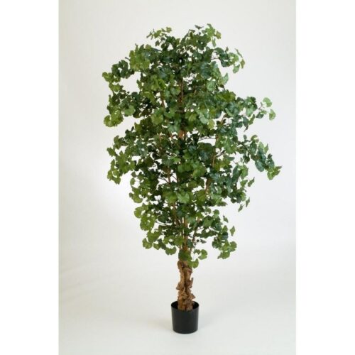 7' SWEET GINGKO FOREST TREE