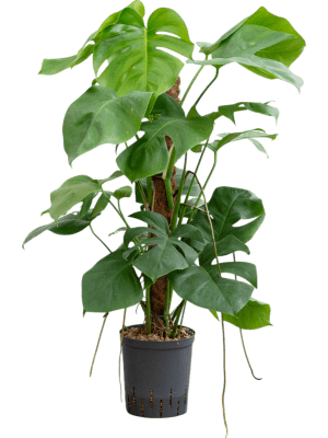Binnenplanten Vers