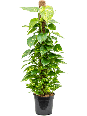 Scindapsus (Epipremnum) 'Aureum' Vers. Artikelcode : 4SCAUMK88