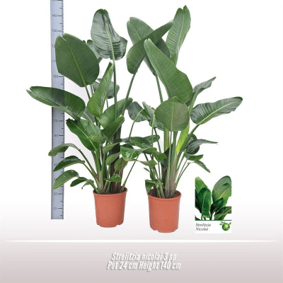 Strelitzia Nicolai 140 cm. vers